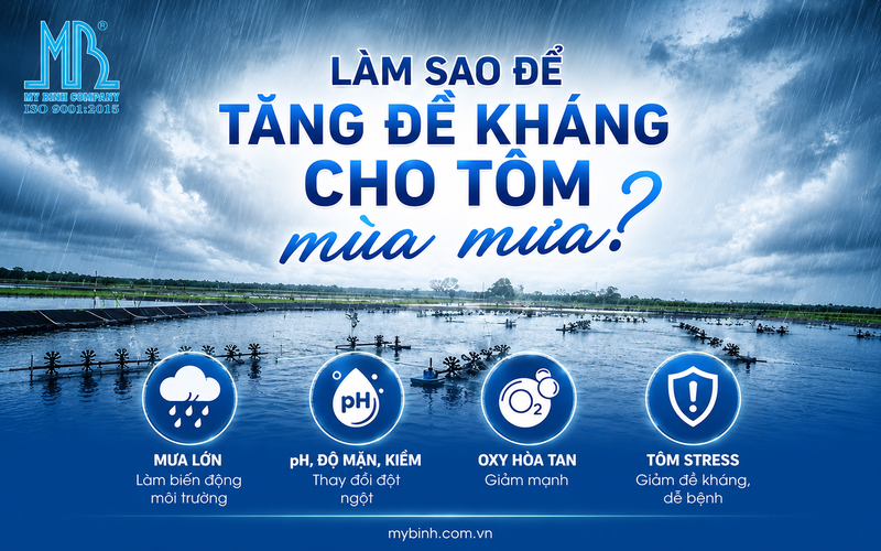 Làm sao để tăng đề kháng cho tôm mùa mưa? Bí quyết giúp tôm khỏe, giảm stress
