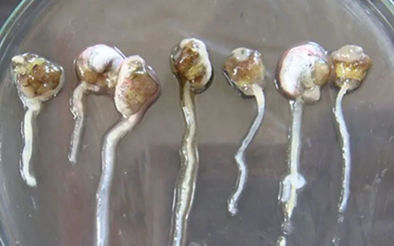 Tôm bị phân trắng - nguyên nhân, dấu hiệu nhận biết và giải pháp khắc phục bệnh hiệu quả nhất