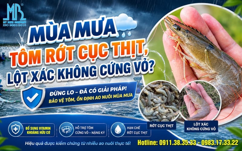 Mùa Mưa Về, Tôm Rớt Cục Thịt, Lột Xác Không Cứng Vỏ: Đâu Là Giải Pháp Cho Bà Con Nuôi Tôm?