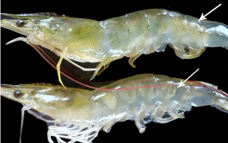 Nhận biết bệnh hoại tử cơ ở tôm thẻ chân trắng