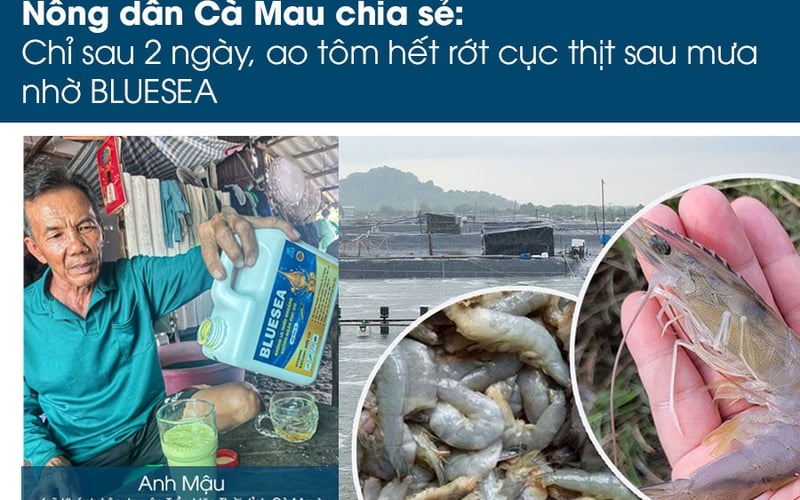 Nông dân Cà Mau chia sẻ: Chỉ sau 2 ngày, ao tôm hết hiện tượng rớt cục thịt sau mưa nhờ BLUESEA