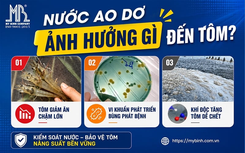 Nước Ao Dơ Ảnh Hưởng Gì Đến Ao Nuôi Tôm?
