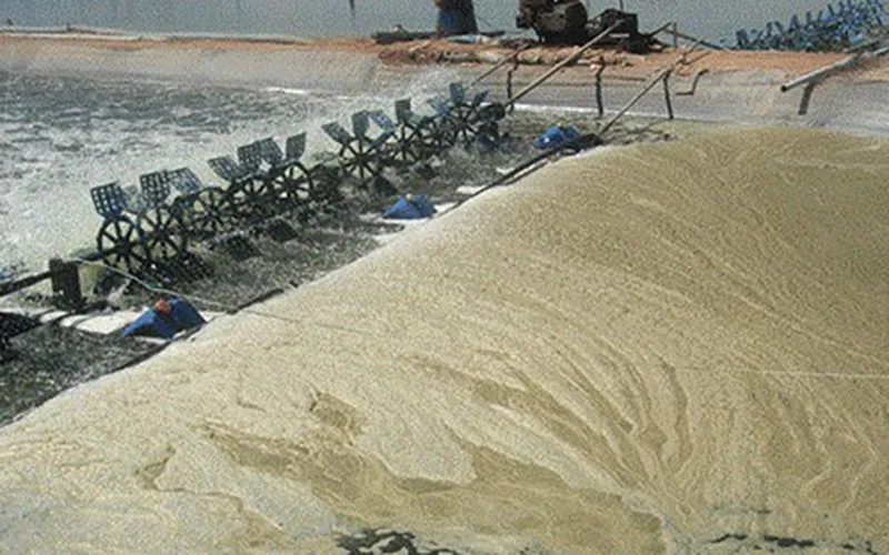 Cách xử lý nhớt bạt, nhớt đáy hiệu quả cho ao nuôi tôm