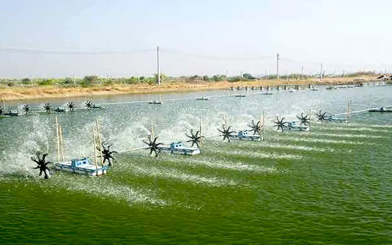 Bí quyết nuôi tôm an toàn mùa mưa