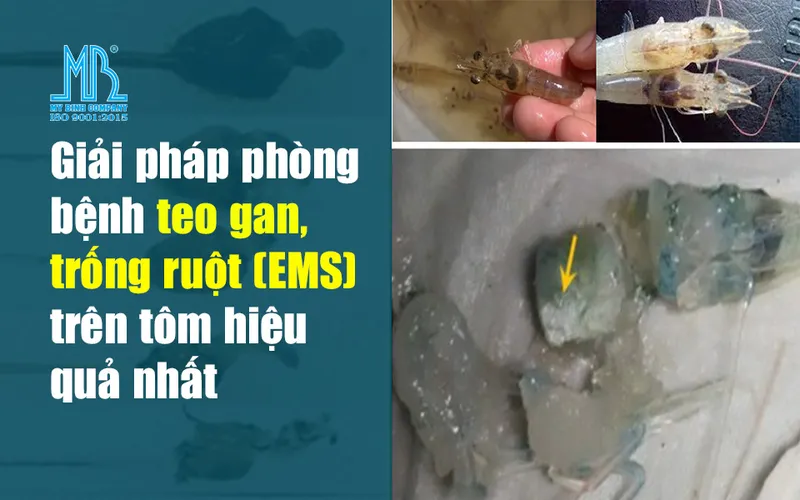 Giải pháp phòng bệnh teo gan, trống ruột (EMS) trên tôm hiệu quả nhất