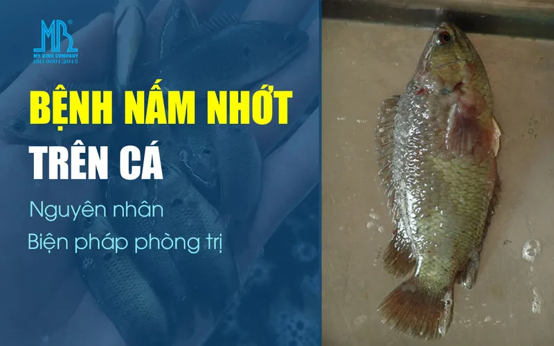 Bệnh nấm nhớt trên cá nuôi, nguyên nhân và cách phòng trị