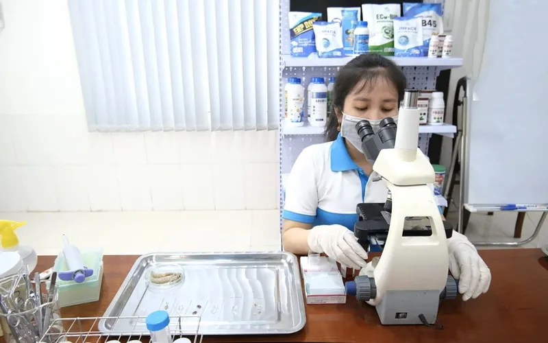 Phòng xét nghiệm bệnh tôm - Sự cống hiến miệt mài cho ngành nuôi tôm công nghệ cao