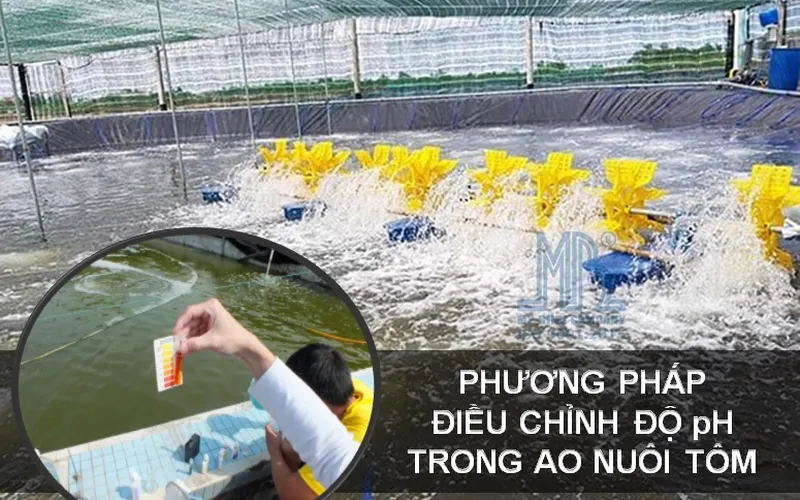 Phương pháp điều chỉnh độ pH trong ao nuôi tôm