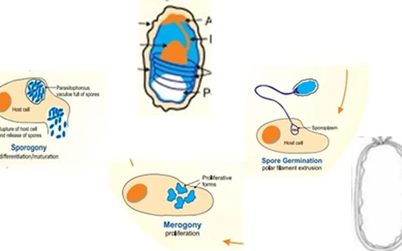 Mối quan hệ giữa EHP và bệnh phân trắng trên tôm