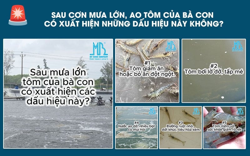 Sau Cơn Mưa Lớn, Ao Tôm Của Bà Con Có Xuất Hiện 5 Dấu Hiệu Cảnh Báo Này Không?