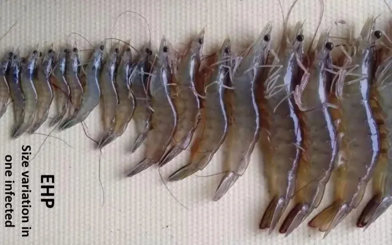 Nguyên nhân tôm bị nhiễm vi bào tử trùng EHP