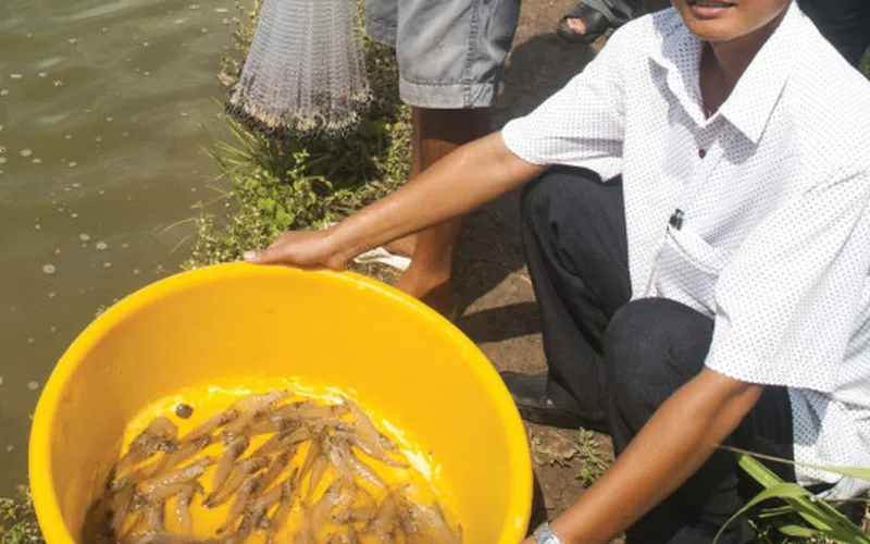 Xuất khẩu tôm vào mỹ