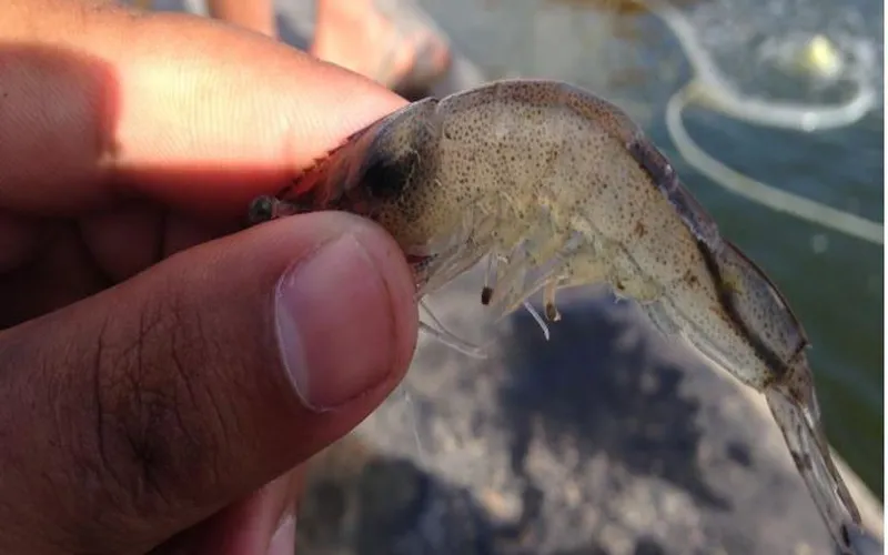 Tác dụng của men tiêu hóa đối với đường ruột tôm