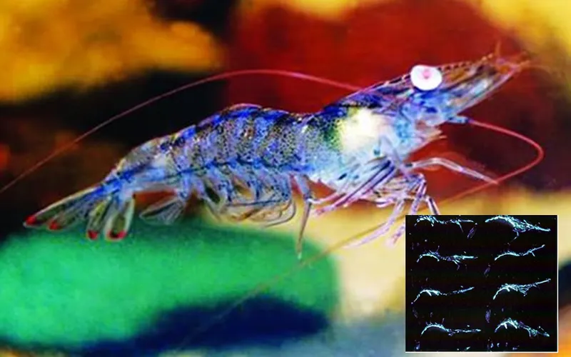 Điều trị tận gốc bệnh phát sáng trên tôm