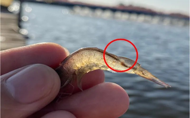 Ruột xoắn, ruột lỏng, mủ đuôi trên tôm và cách khắc phục