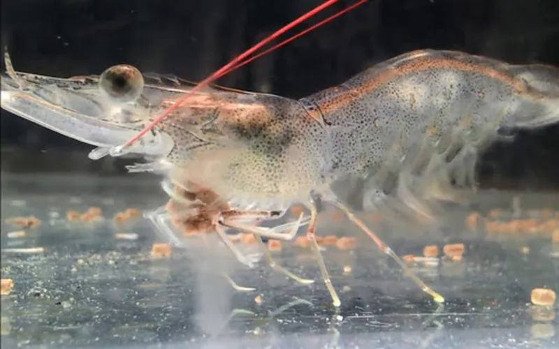 Trị dứt điểm bệnh phân trắng trên tôm