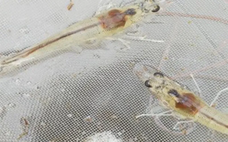 Tôm bị vàng gan và cách giúp gan tôm nâu đen