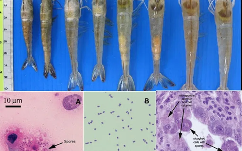 Cách xử lý bệnh vi bào tử trùng trên tôm