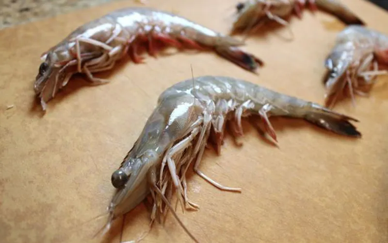 Khí độc H2S - “sát thủ” hàng đầu trong ao tôm