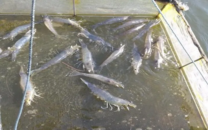 Tôm bị mềm vỏ, ruột yếu vào mùa mưa và cách khắc phục