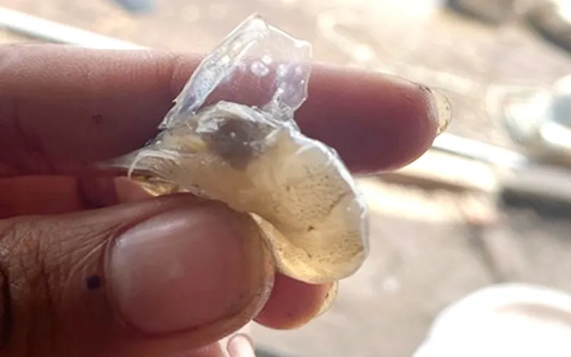 Tôm bị đỏ thân - đốm trắng: nguyên nhân, dấu hiệu nhận biết, cách phòng ngừa an toàn nhất