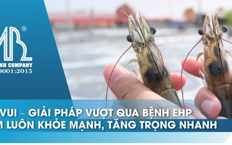 Tin vui cho bà con nuôi tôm - Giải pháp vượt qua EHP và vi rút đốm trắng của Mỹ Bình