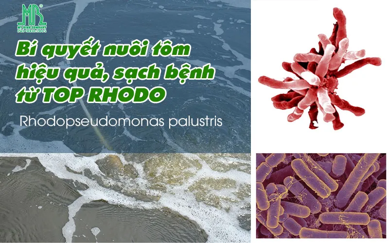 TOP RHODO - Bí quyết nuôi tôm, cá hiệu quả, sạch bệnh từ Rhodopseudomonas palustris