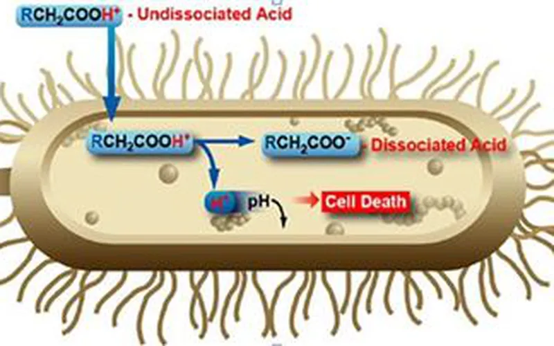 Ứng dụng của axit hữu cơ trong nuôi tôm