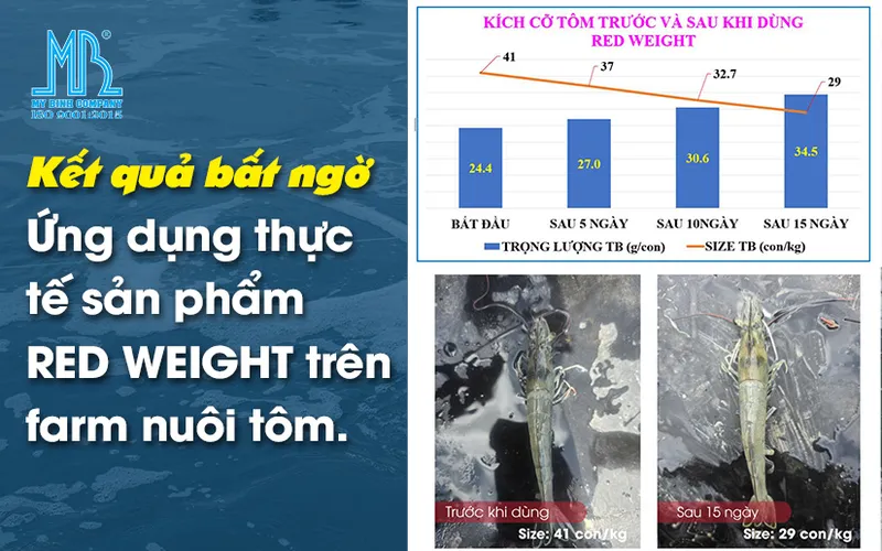 Kết quả bất ngờ về ứng dụng thực tế sản phẩm RED WEIGHT trên farm nuôi tôm