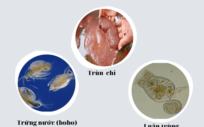 Cách gây trứng nước (bobo) và luân trùng cho cá bột và cá giống
