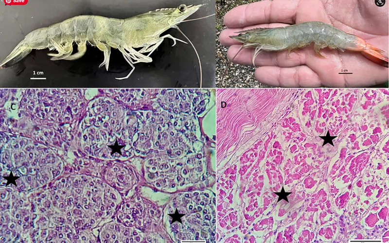 Bệnh hoại tử cơ (IMNV) và các yếu tố đồng tác động đến sự mẫn cảm với bệnh trên tôm thẻ nuôi