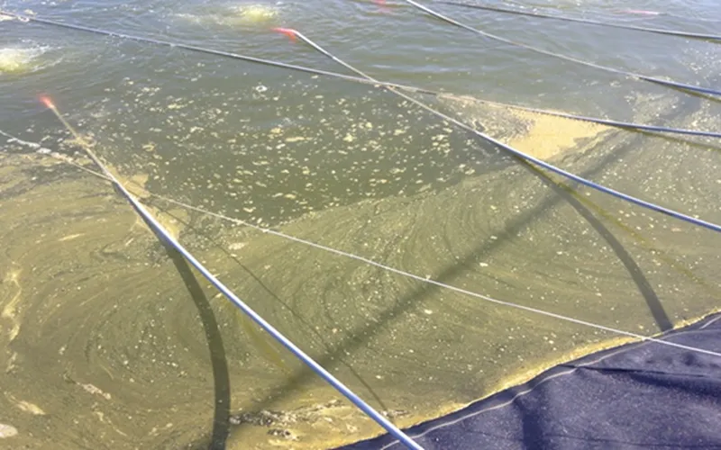 Xử lí lợn cợn và xác tảo tàn trong ao nuôi tôm