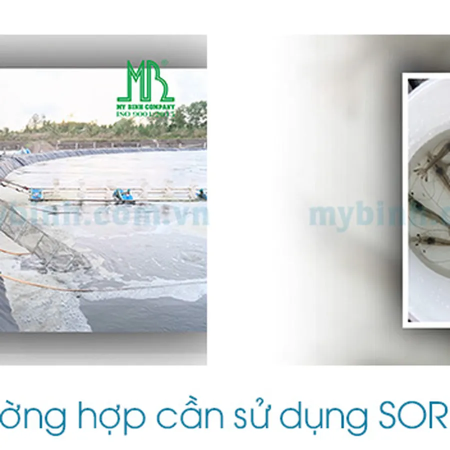 SOREX - Tăng sức tối đa, vượt qua bệnh tật