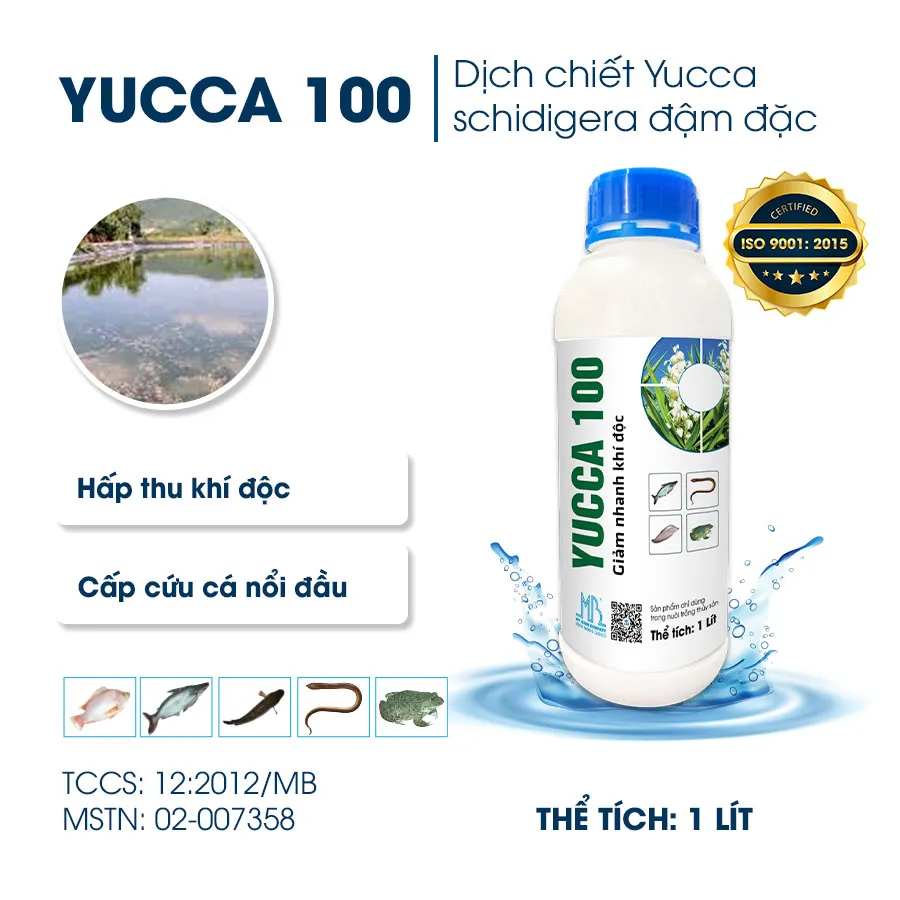 YUCCA 100 - Hấp thu khí độc cực nhanh trong ao nuôi cá