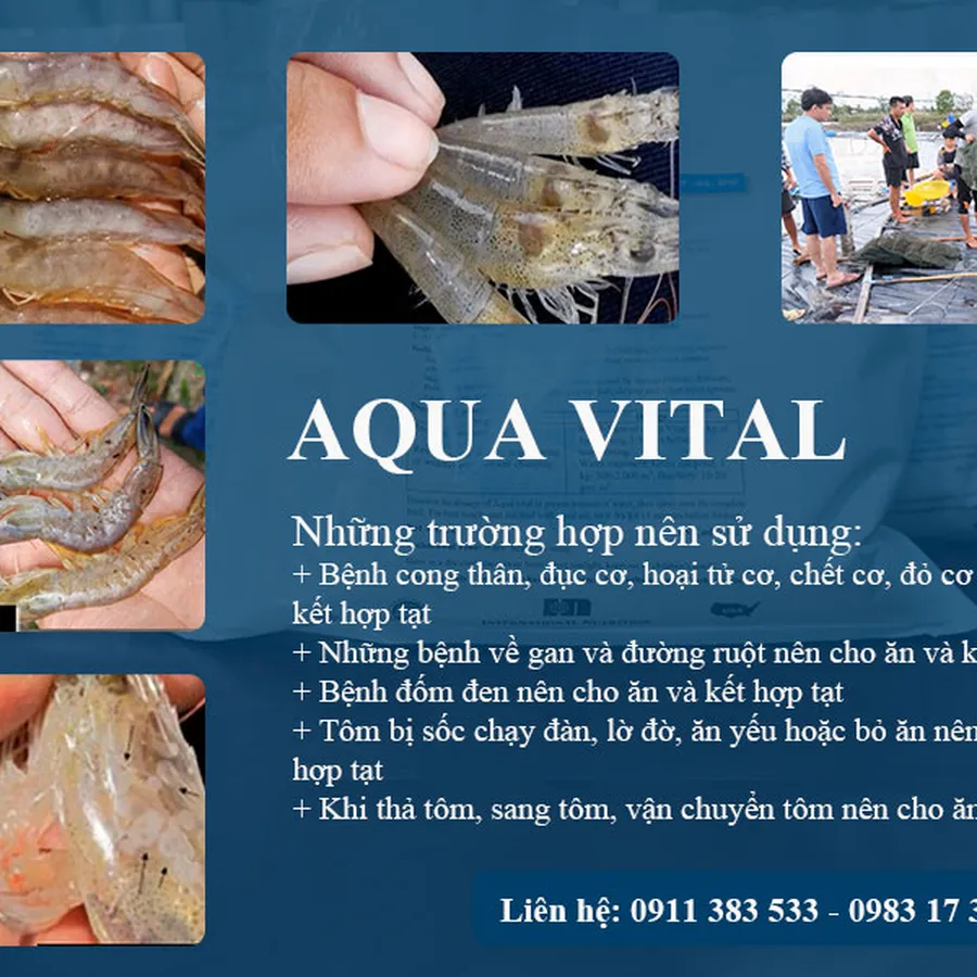 AQUA VITAL - "Vua" tăng sức đề kháng, chống chọi mọi bệnh tật