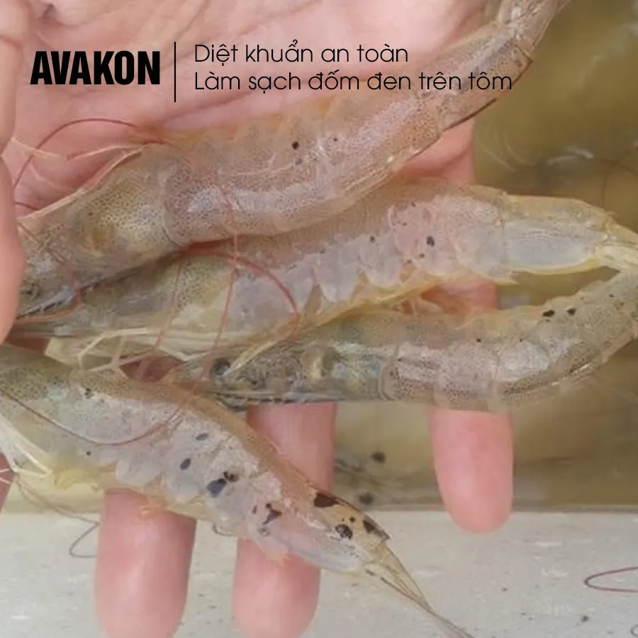 AVAKON - Diệt khuẩn, làm sạch đốm đen cho tôm