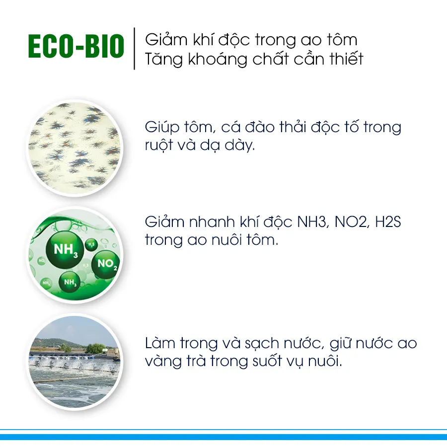 ECO BIO - Giảm nhanh khí độc trong ao nuôi, tăng khoáng chất cần thiết cho tôm