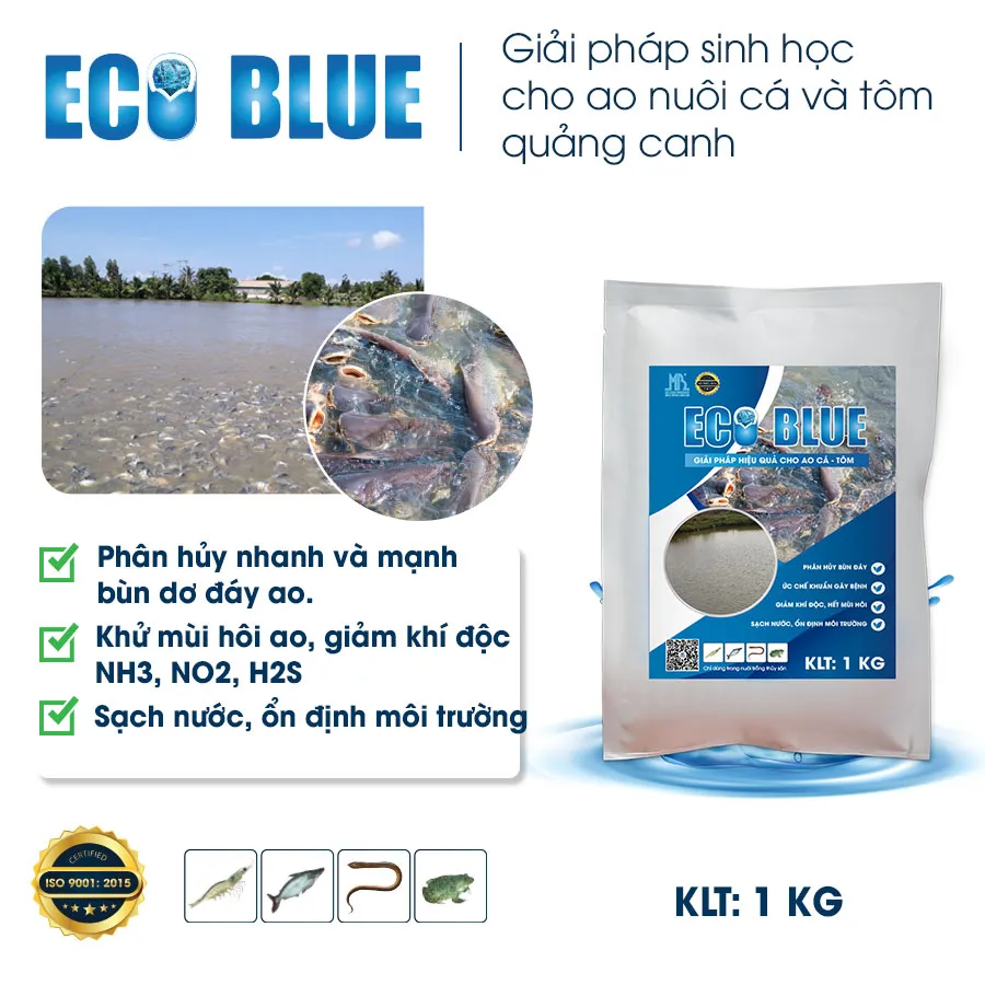 ECO BLUE - Xử lý mạnh bùn đáy, ổn định môi trường ao nuôi cá