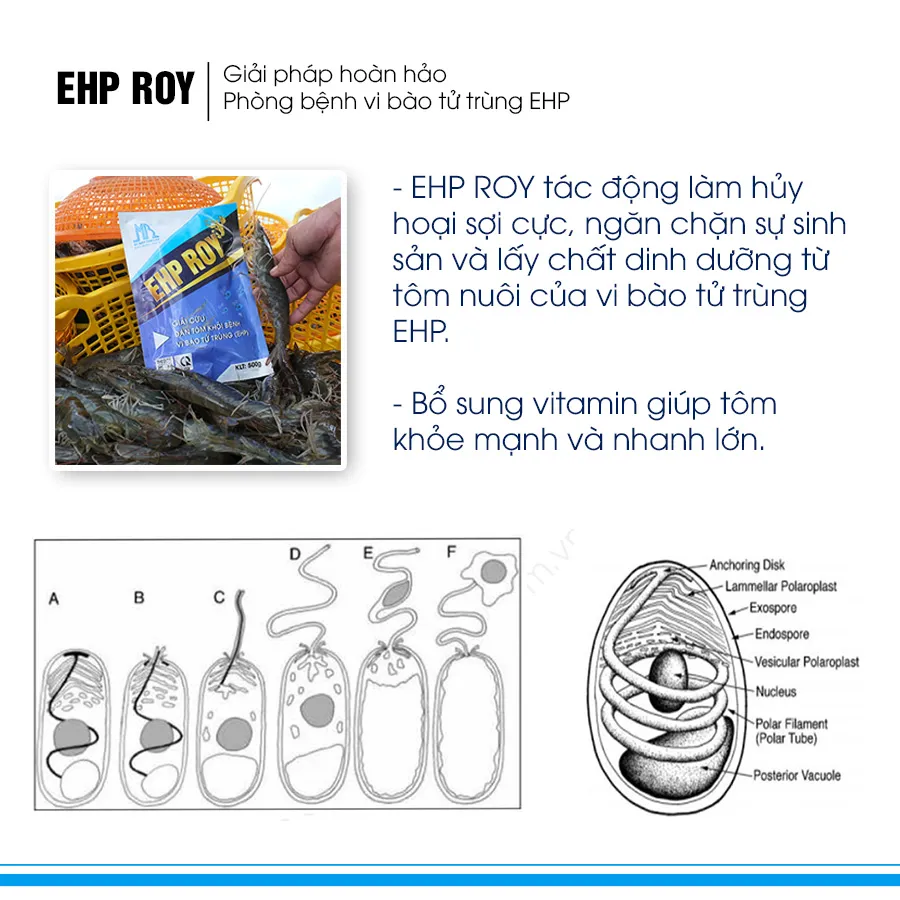 EHP ROY - Giải pháp vượt qua bệnh EHP tôm luôn khỏe mạnh tăng trọng nhanh