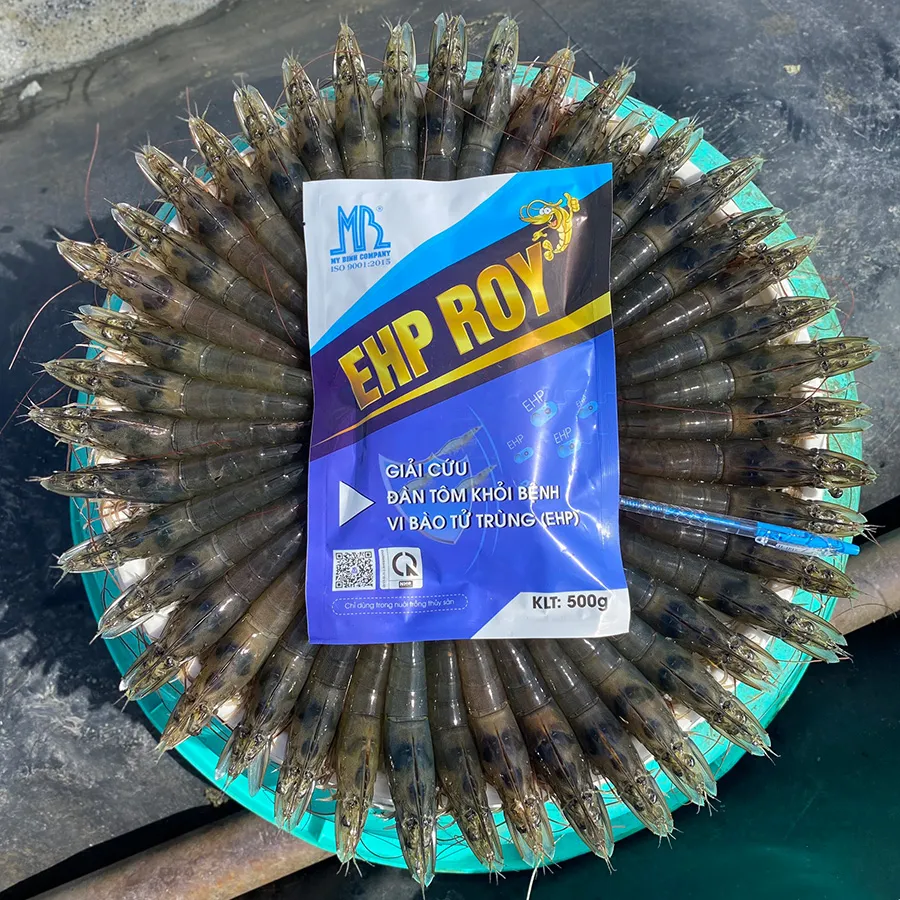 EHP ROY - Giải pháp vượt qua bệnh EHP tôm luôn khỏe mạnh tăng trọng nhanh