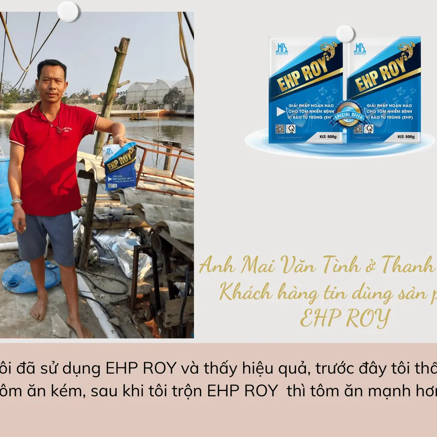 EHP ROY - Giải pháp vượt qua bệnh EHP tôm luôn khỏe mạnh tăng trọng nhanh