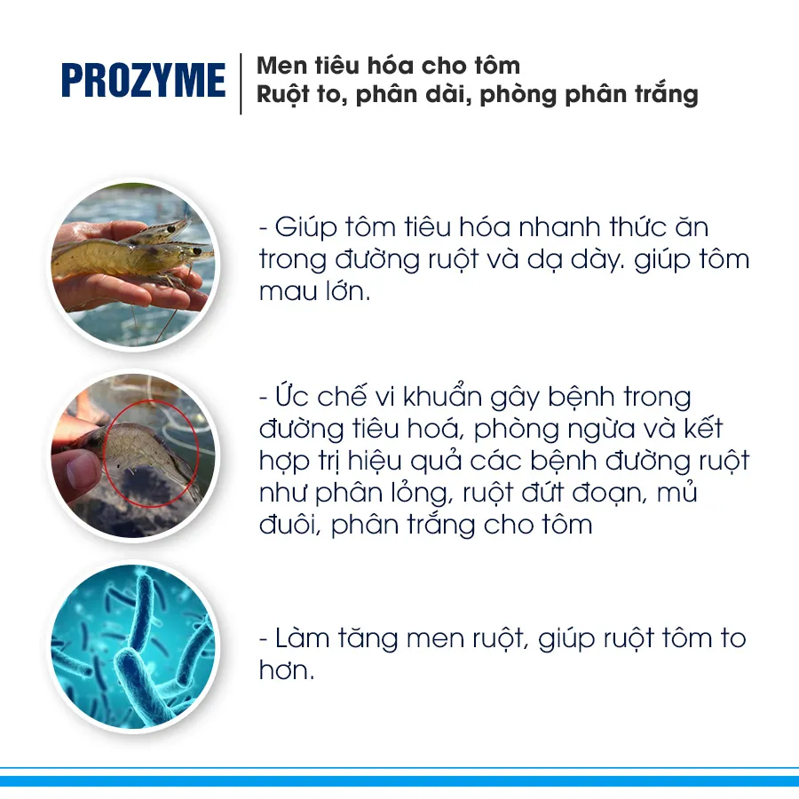 PROZYME - Giúp ruột to, phân dài, phòng phân trắng cho tôm