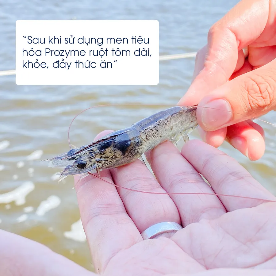PROZYME - Giúp ruột to, phân dài, phòng phân trắng cho tôm
