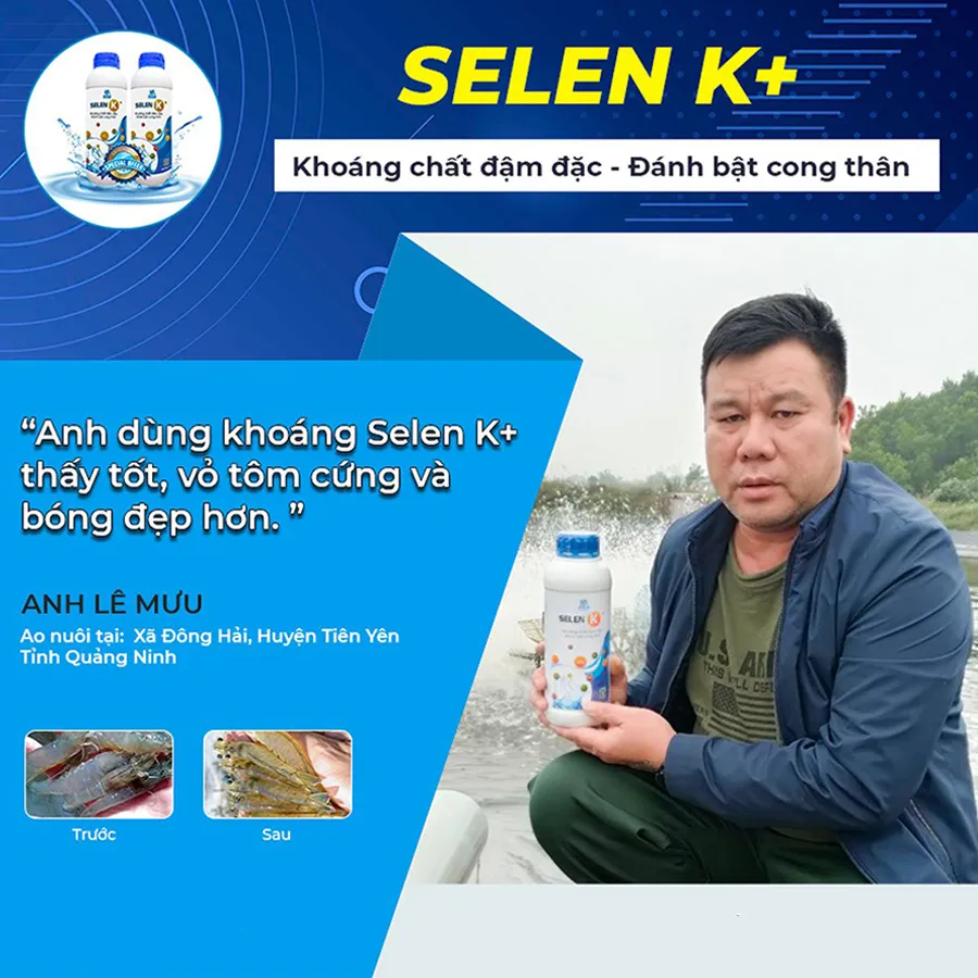 SELEN K+ supplement aids in the prevention of body curvature and white muscle disease for shrimp