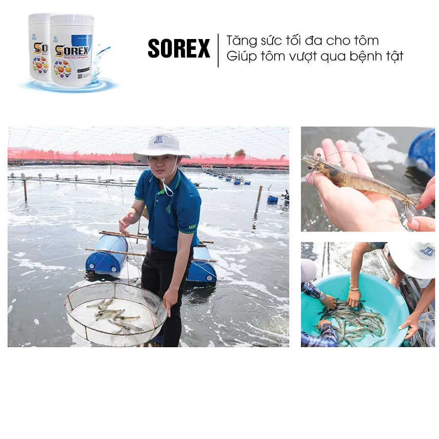 SOREX - Tăng sức tối đa, vượt qua bệnh tật