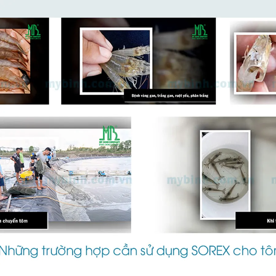 SOREX - Tăng sức tối đa, vượt qua bệnh tật