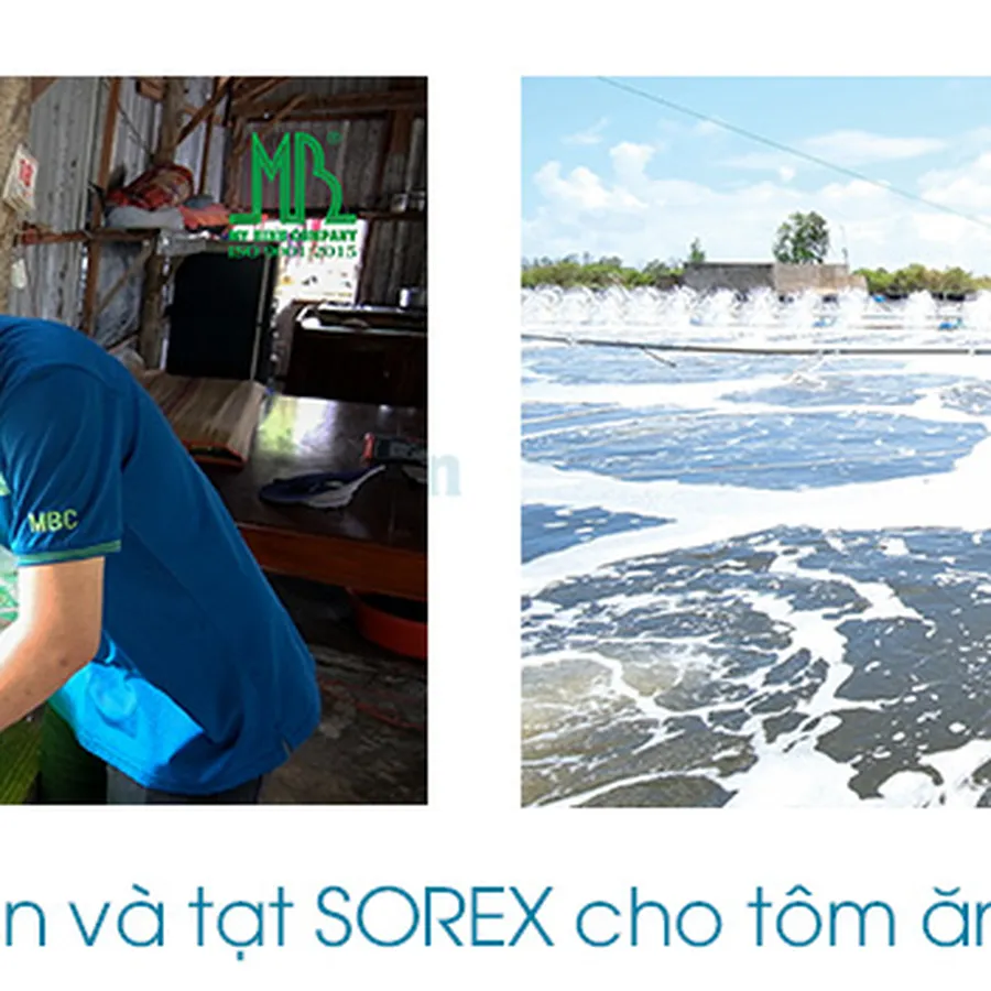 SOREX - Tăng sức tối đa, vượt qua bệnh tật