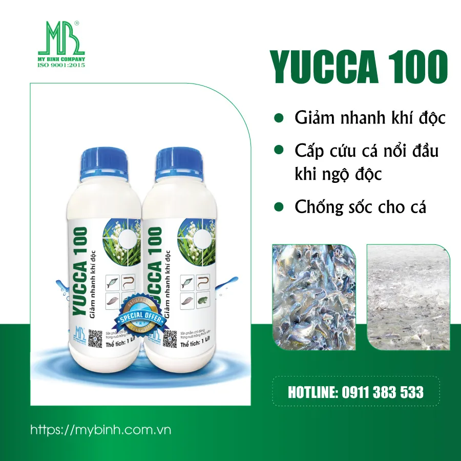 YUCCA 100 - Hấp thu khí độc cực nhanh trong ao nuôi cá
