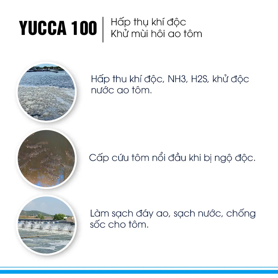 YUCCA 100 - Hấp thụ khí độc, khử mùi hôi ao tôm