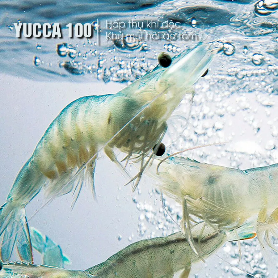 YUCCA 100 - Hấp thụ khí độc, khử mùi hôi ao tôm